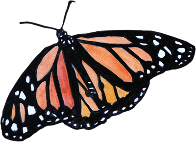 butterfly